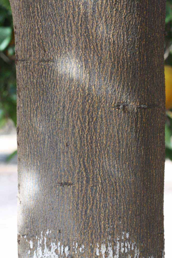              Bark (Riverside, CA)       
